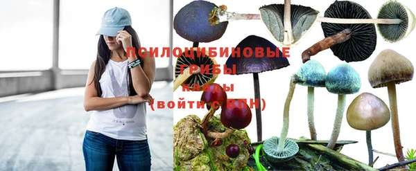 ПСИЛОЦИБИНОВЫЕ ГРИБЫ Заводоуковск